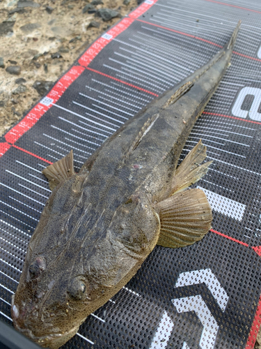 マゴチの釣果