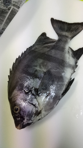 サンバソウの釣果