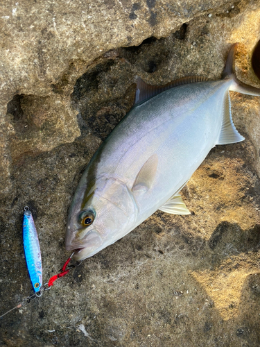 シオの釣果