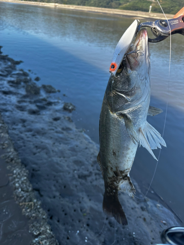 セイゴ（タイリクスズキ）の釣果