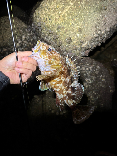 カサゴの釣果