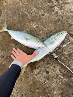 ハマチの釣果