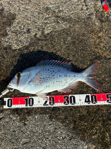 メイチダイの釣果