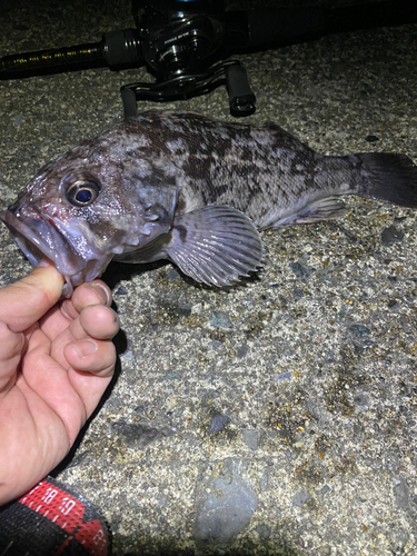 クロソイの釣果