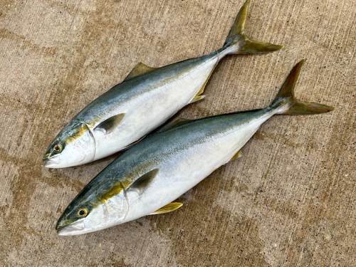 ハマチの釣果