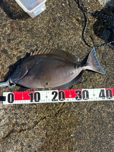 サンノジの釣果