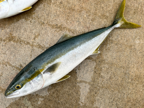 ワラサの釣果