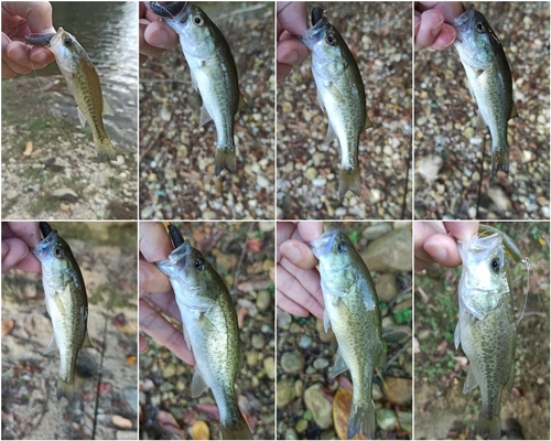 ブラックバスの釣果