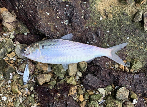 コノシロの釣果