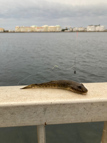 ハゼの釣果