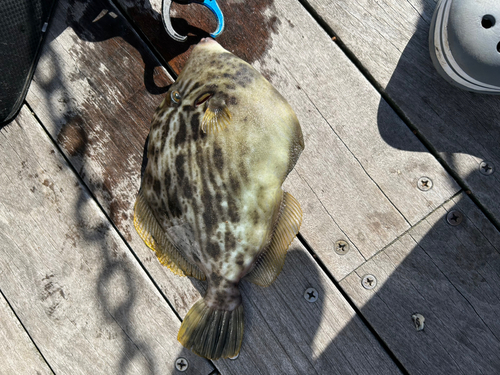 カワハギの釣果