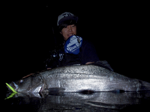 スズキの釣果