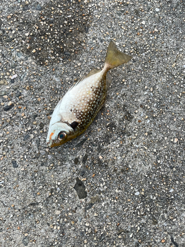 アイゴの釣果