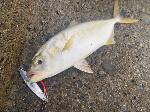 ショゴの釣果