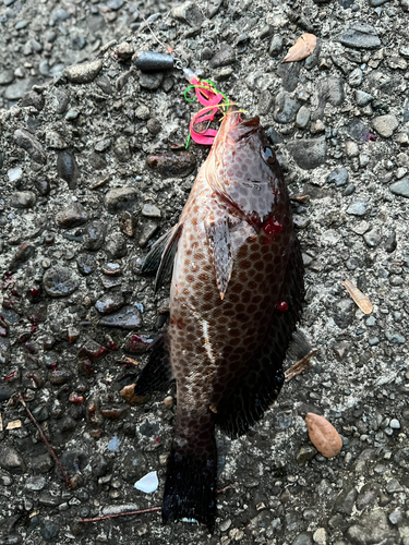 オオモンハタの釣果