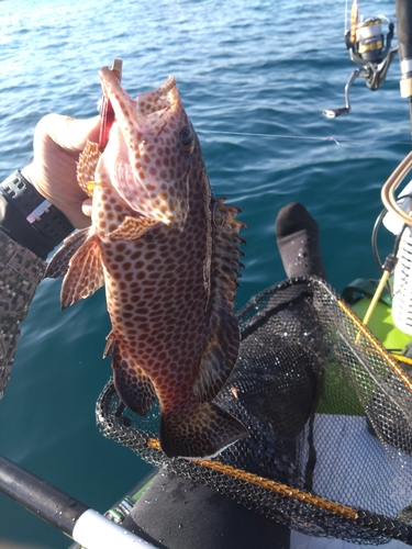 オオモンハタの釣果