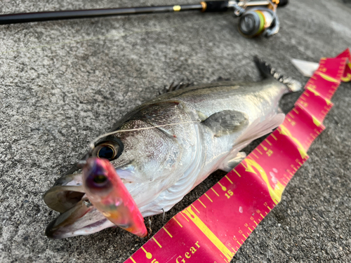 シーバスの釣果