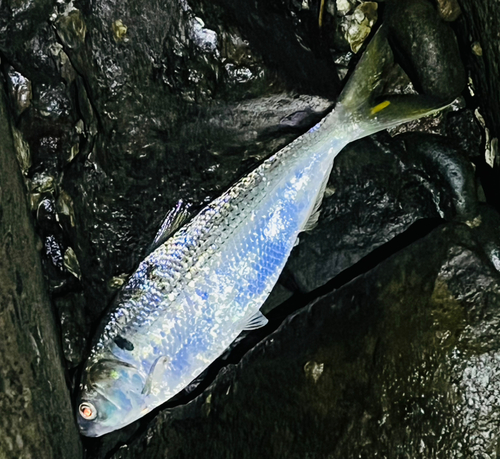 コノシロの釣果