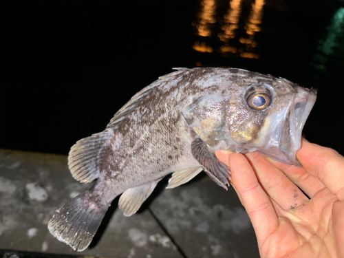 クロソイの釣果