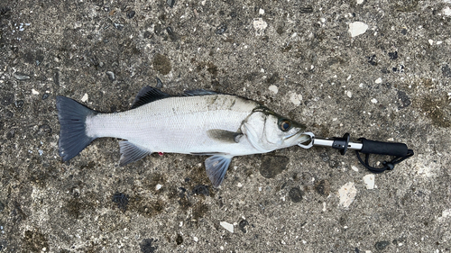 ヒラスズキの釣果