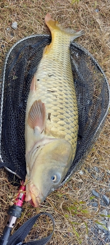 マブナの釣果