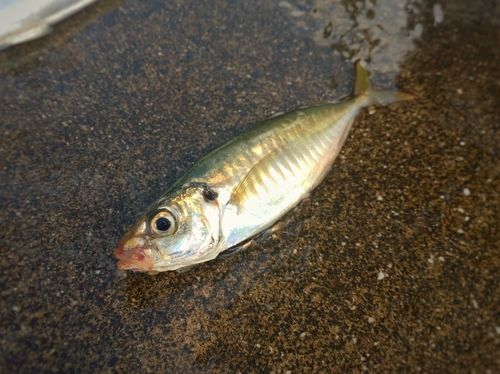 アオアジの釣果