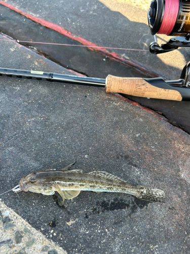 アゴハゼの釣果