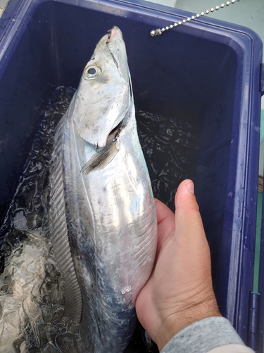 タチウオの釣果