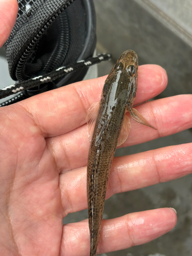 マハゼの釣果