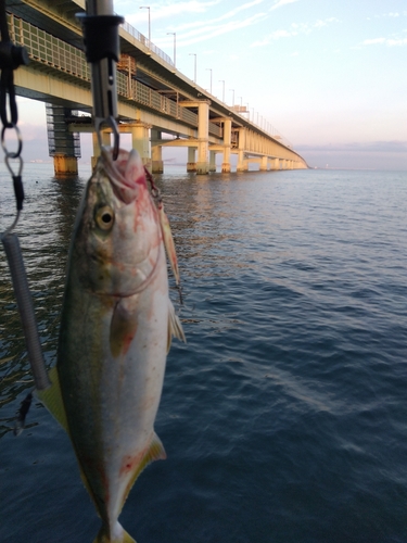 ハマチの釣果