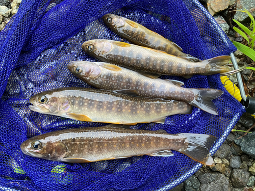 イワナの釣果