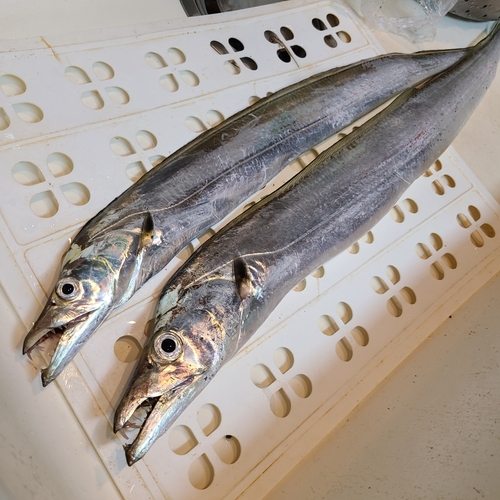 タチウオの釣果