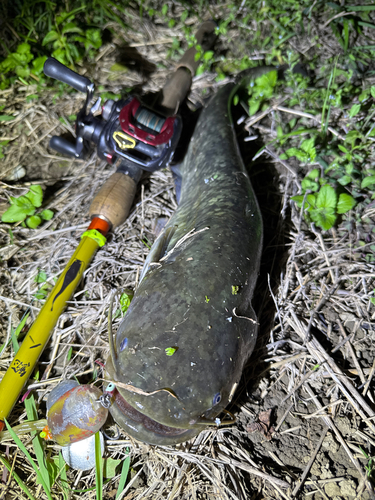 ナマズの釣果