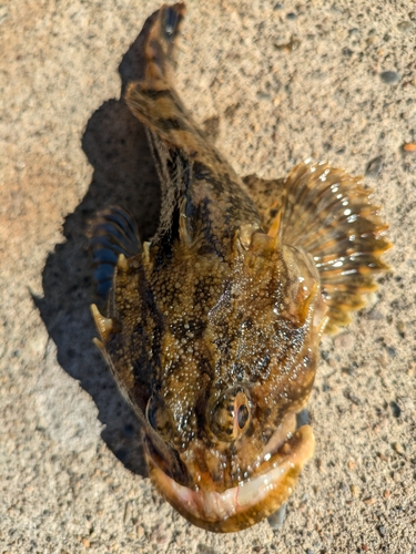 カジカの釣果