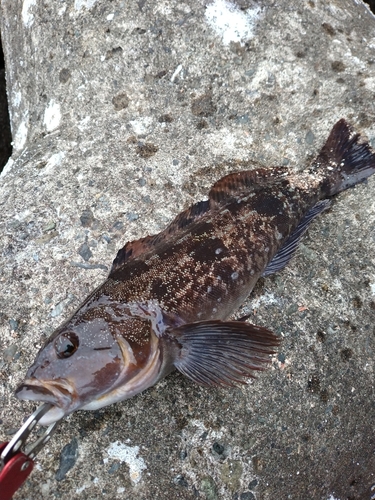 アイナメの釣果