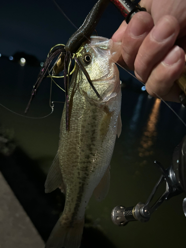 ラージマウスバスの釣果