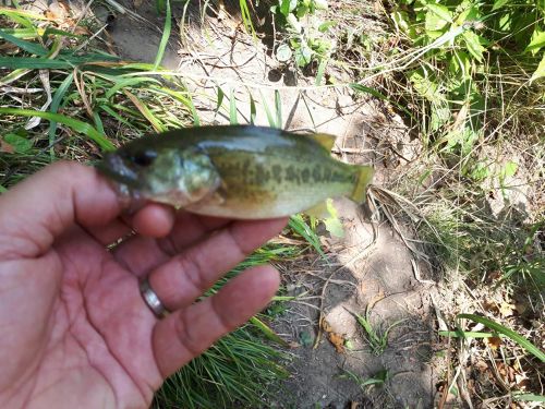 ラージマウスバスの釣果