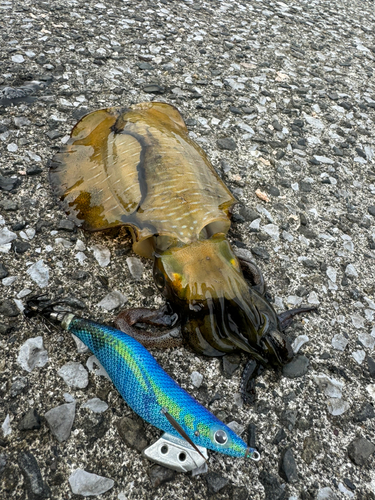 アオリイカの釣果