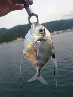 イトヒキアジの釣果