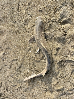 ホシザメの釣果