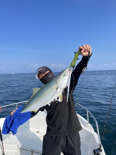 ハマチの釣果