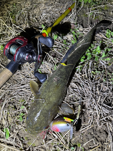 ナマズの釣果