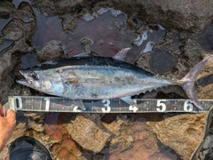 コシナガマグロの釣果