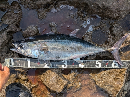 コシナガマグロの釣果