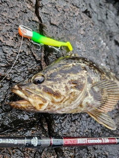 ベッコウゾイの釣果