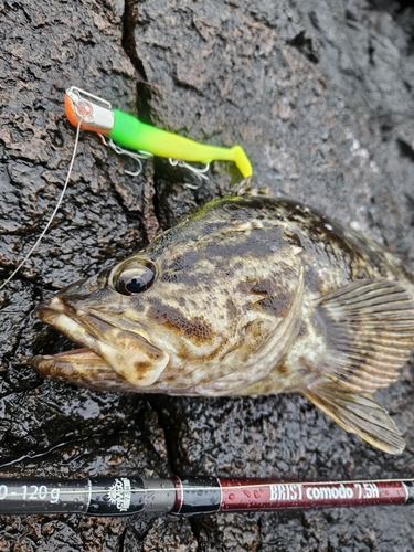 ベッコウゾイの釣果