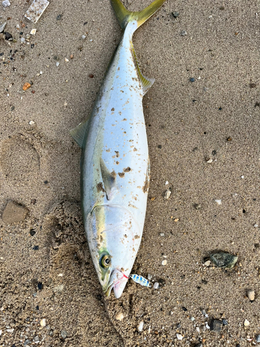 ブリの釣果