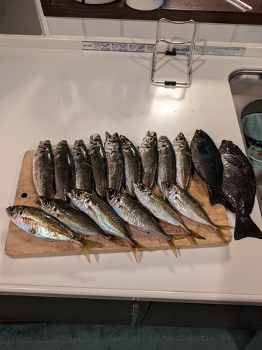 アジの釣果