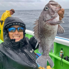 マゾイの釣果