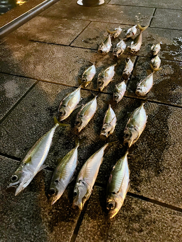 アジの釣果